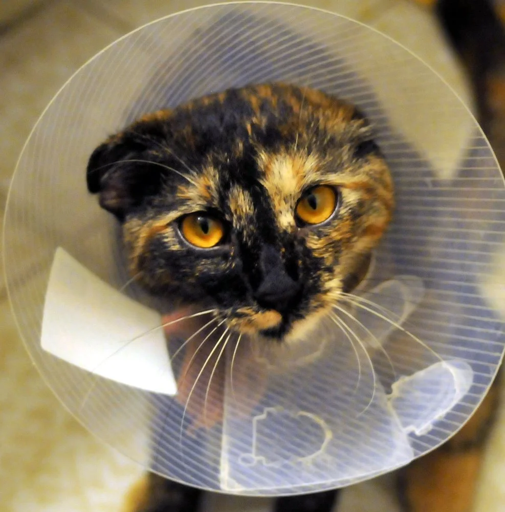 U uning mushukini yaladi Katta kokraklari bolgan jinsiy aloqa operatori